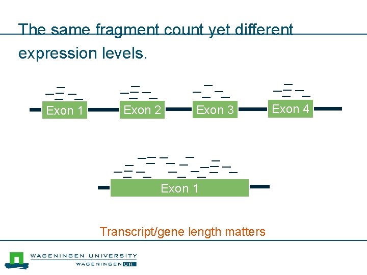 The same fragment count yet different expression levels. Exon 1 Exon 2 Exon 3