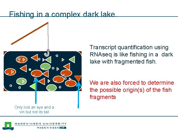 Fishing in a complex dark lake. Transcript quantification using RNAseq is like fishing in