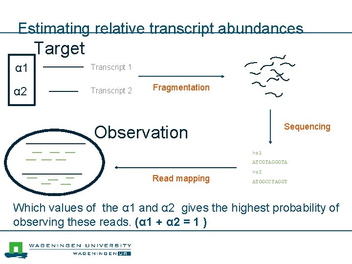 Estimating relative transcript abundances Target α 1 Transcript 1 α 2 Transcript 2 Fragmentation