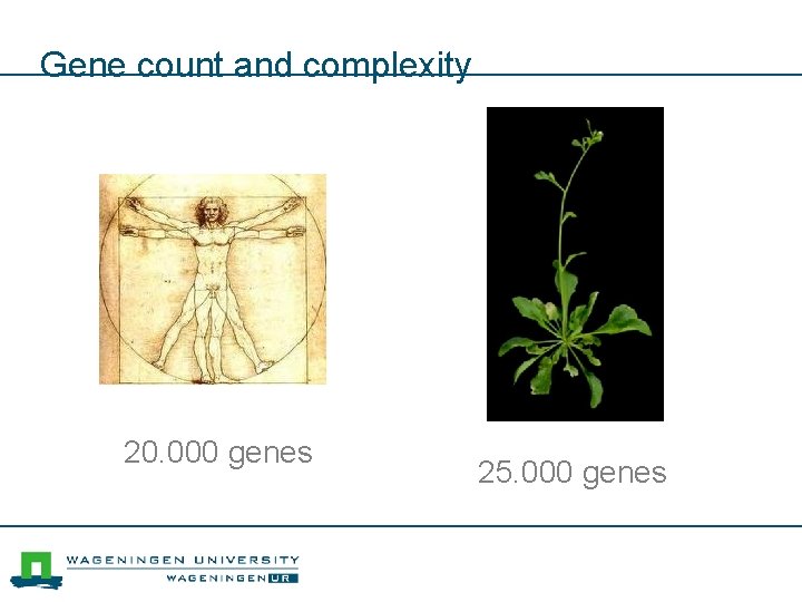 Gene count and complexity 20. 000 genes 25. 000 genes 