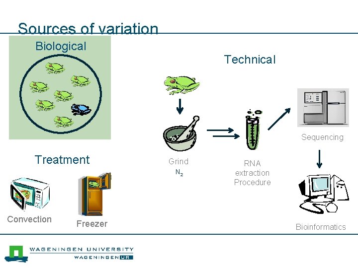 Sources of variation Biological Technical Sequencing Treatment Grind N 2 Convection Freezer RNA extraction