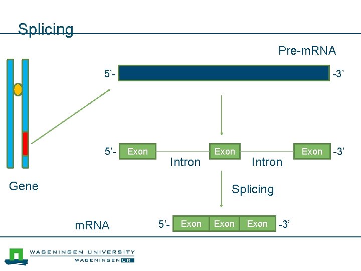Splicing Pre-m. RNA 5’- -3’ Exon Intron Gene Exon Intron Splicing m. RNA 5’-