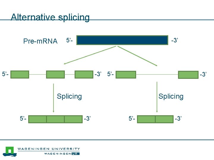 Alternative splicing Pre-m. RNA 5’- -3’ Splicing 5’- Splicing -3’ 5’- -3’ 