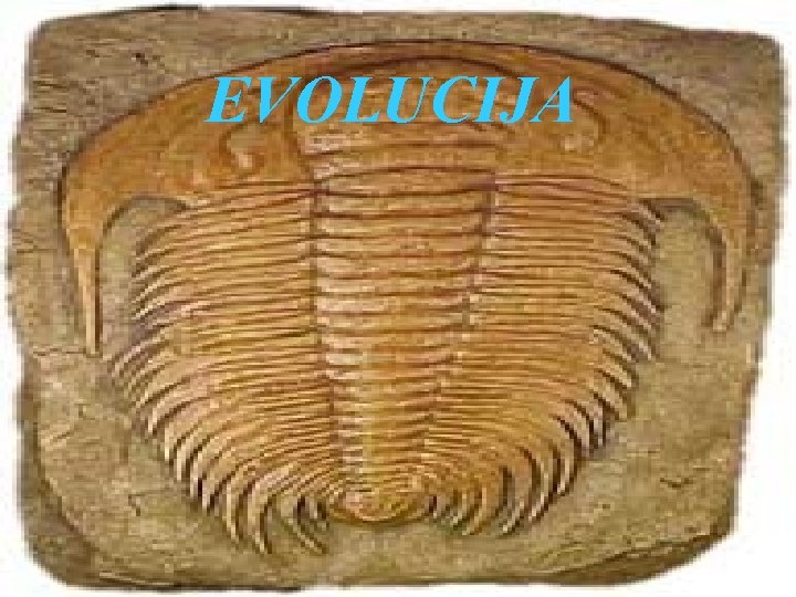 EVOLUCIJA 