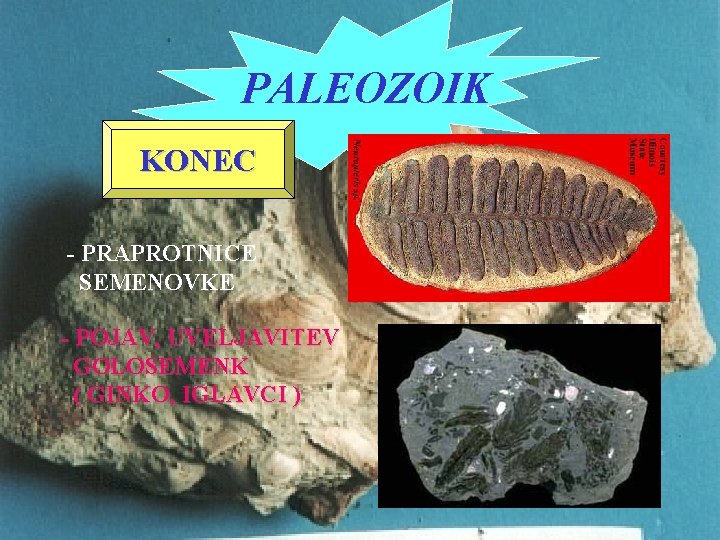 PALEOZOIK KONEC - PRAPROTNICE SEMENOVKE - POJAV, UVELJAVITEV GOLOSEMENK ( GINKO, IGLAVCI ) 