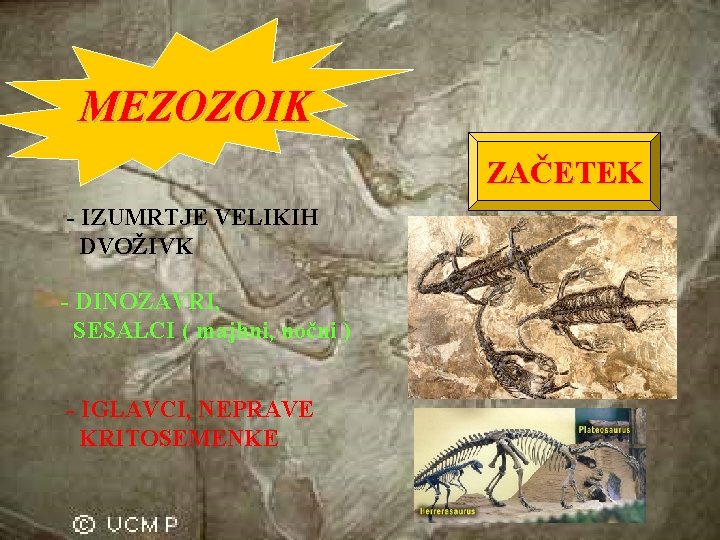 MEZOZOIK ZAČETEK - IZUMRTJE VELIKIH DVOŽIVK - DINOZAVRI, SESALCI ( majhni, nočni ) -