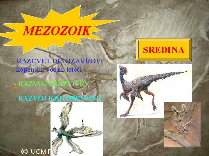 MEZOZOIK SREDINA - RAZCVET DINOZAVROV: kopenski, vodni, leteči - RAZVOJ PRAPTIČEV - RAZVOJ KRITOSEMENK