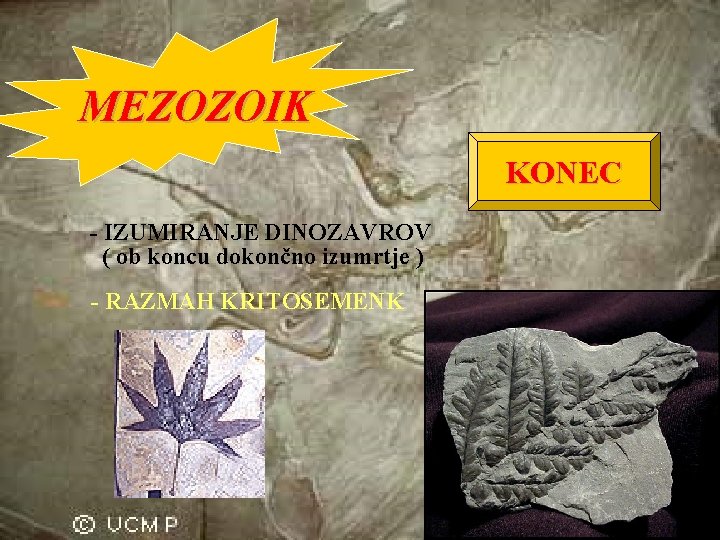 MEZOZOIK KONEC - IZUMIRANJE DINOZAVROV ( ob koncu dokončno izumrtje ) - RAZMAH KRITOSEMENK