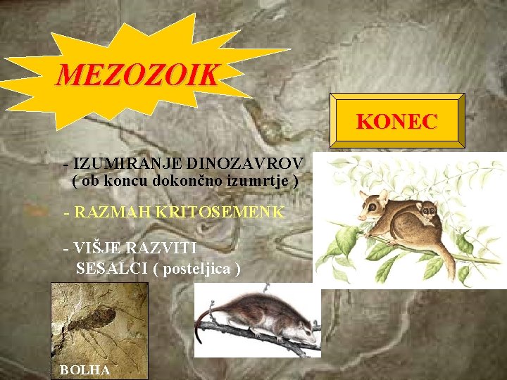 MEZOZOIK KONEC - IZUMIRANJE DINOZAVROV ( ob koncu dokončno izumrtje ) - RAZMAH KRITOSEMENK