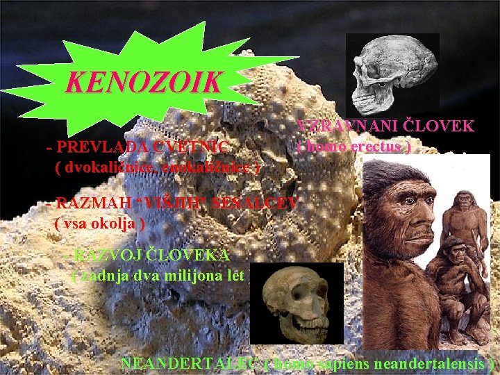 KENOZOIK - PREVLADA CVETNIC ( dvokaličnice, enokaličnice ) VZRAVNANI ČLOVEK ( homo erectus )
