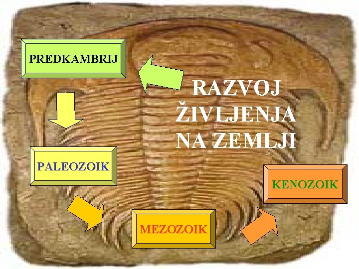 PREDKAMBRIJ RAZVOJ ŽIVLJENJA NA ZEMLJI PALEOZOIK KENOZOIK MEZOZOIK 