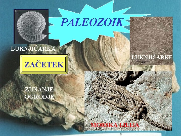 PALEOZOIK LUKNJIČARKA ZAČETEK LUKNJIČARKE - ZUNANJE OGRODJE MORSKA LILIJA 