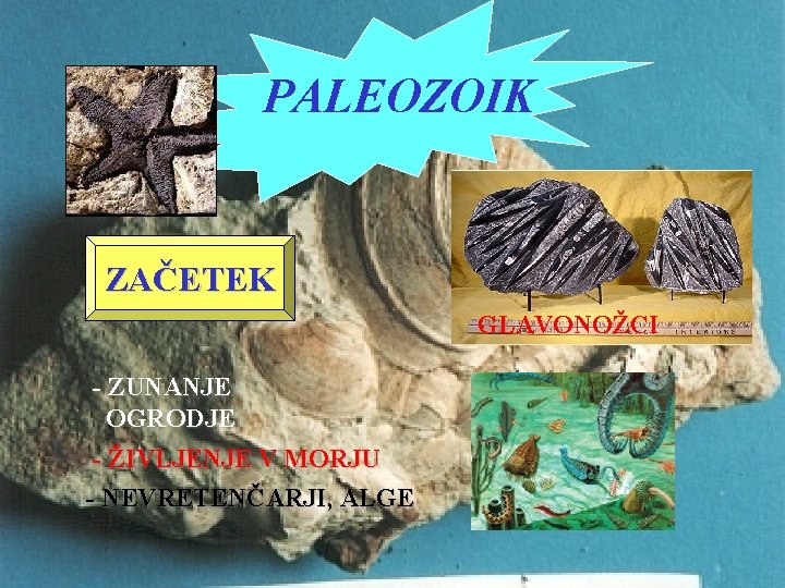 PALEOZOIK ZAČETEK GLAVONOŽCI - ZUNANJE OGRODJE - ŽIVLJENJE V MORJU - NEVRETENČARJI, ALGE 