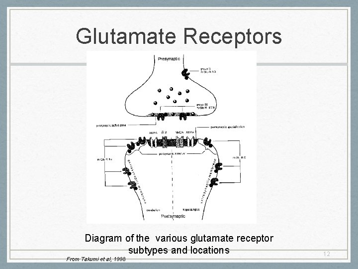 Glutamate Receptors Diagram of the various glutamate receptor subtypes and locations From Takumi et