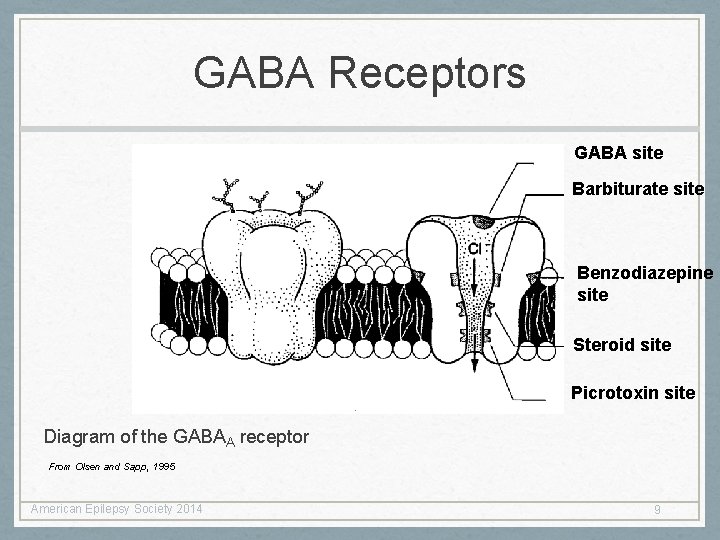 GABA Receptors GABA site Barbiturate site Benzodiazepine site Steroid site Picrotoxin site Diagram of GABA Receptors GABA site Barbiturate site Benzodiazepine site Steroid site Picrotoxin site Diagram of