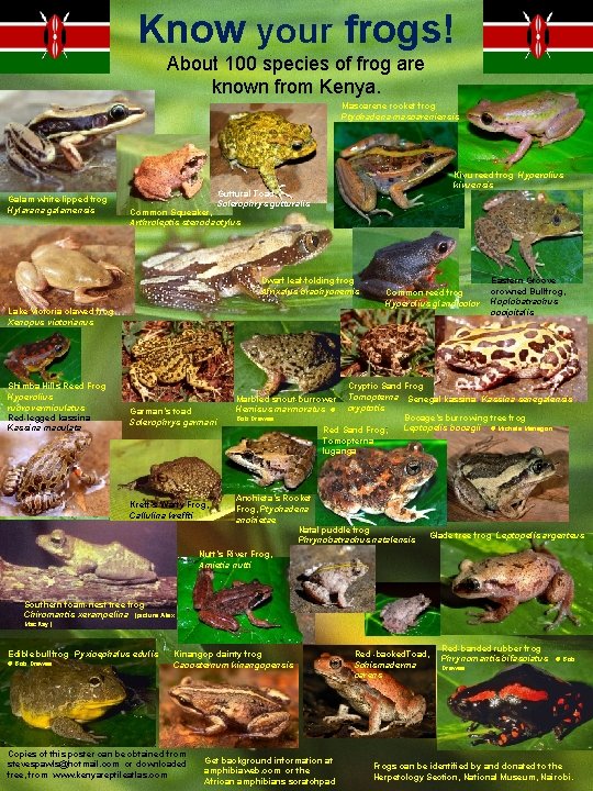 Know your frogs! About 100 species of frog are known from Kenya. Mascarene rocket