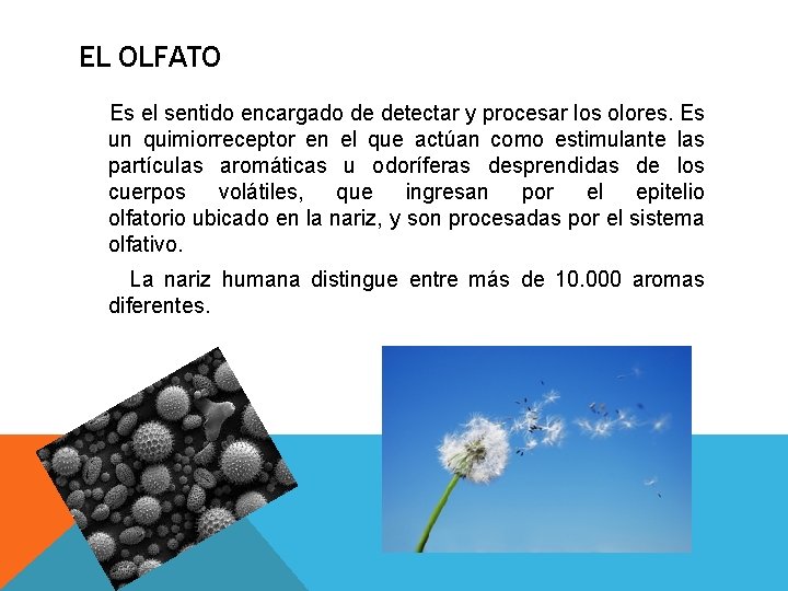 EL OLFATO Es el sentido encargado de detectar y procesar los olores. Es un EL OLFATO Es el sentido encargado de detectar y procesar los olores. Es un