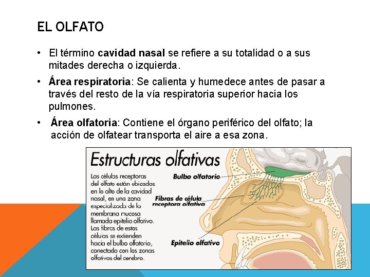 EL OLFATO • El término cavidad nasal se refiere a su totalidad o a EL OLFATO • El término cavidad nasal se refiere a su totalidad o a