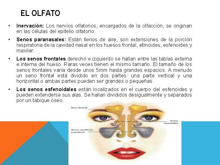 EL OLFATO • Inervación: Los nervios olfatorios, encargados de la olfacción, se originan en EL OLFATO • Inervación: Los nervios olfatorios, encargados de la olfacción, se originan en