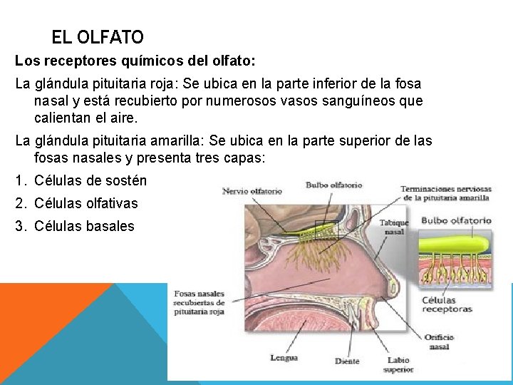 EL OLFATO Los receptores químicos del olfato: La glándula pituitaria roja: Se ubica en EL OLFATO Los receptores químicos del olfato: La glándula pituitaria roja: Se ubica en