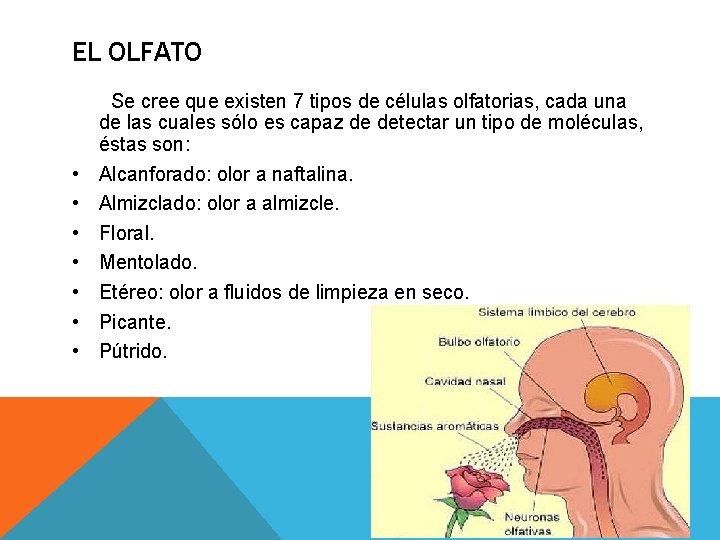 EL OLFATO Se cree que existen 7 tipos de células olfatorias, cada una de EL OLFATO Se cree que existen 7 tipos de células olfatorias, cada una de