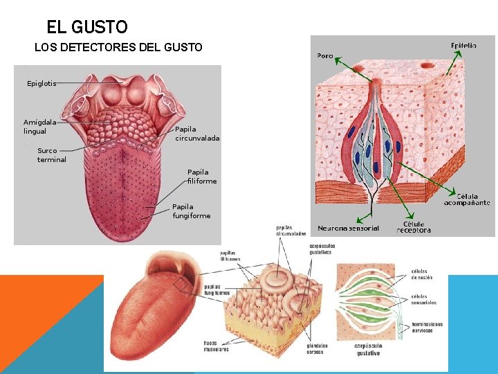 EL GUSTO LOS DETECTORES DEL GUSTO EL GUSTO LOS DETECTORES DEL GUSTO