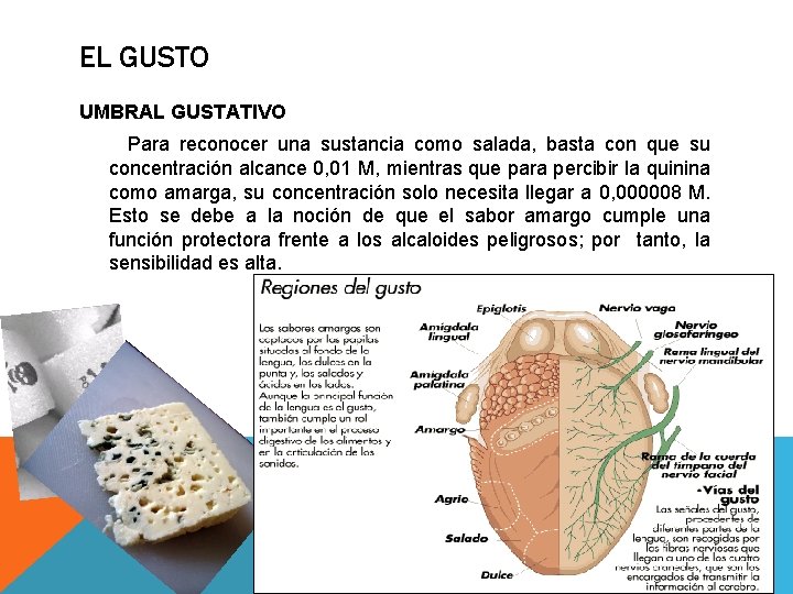 EL GUSTO UMBRAL GUSTATIVO Para reconocer una sustancia como salada, basta con que su EL GUSTO UMBRAL GUSTATIVO Para reconocer una sustancia como salada, basta con que su
