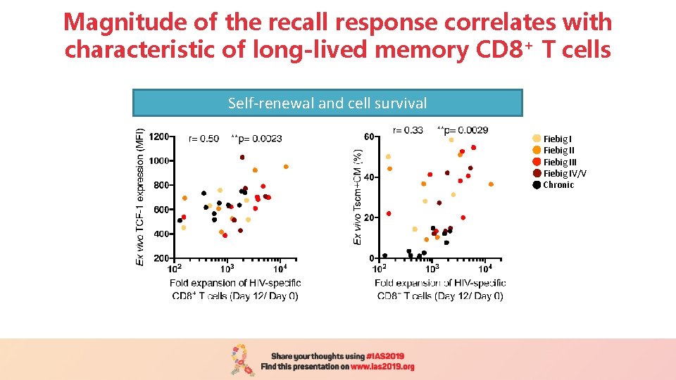 Magnitude of the recall response correlates with characteristic of long-lived memory CD 8+ T