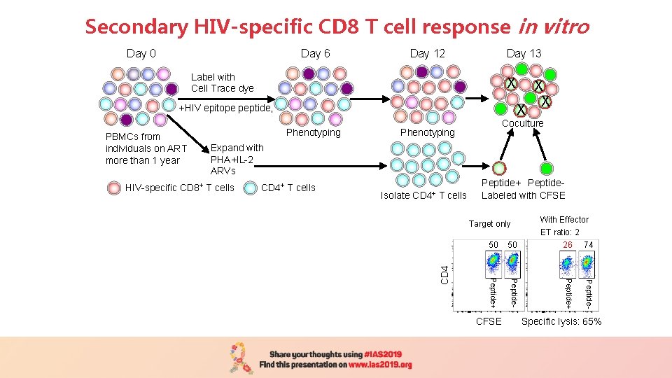 Secondary HIV-specific CD 8 T cell response in vitro Day 0 Day 6 Day