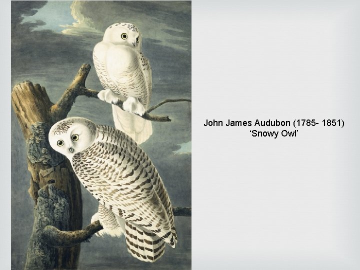 John James Audubon (1785 - 1851) ‘Snowy Owl’ John James Audubon (1785 - 1851) ‘Snowy Owl’