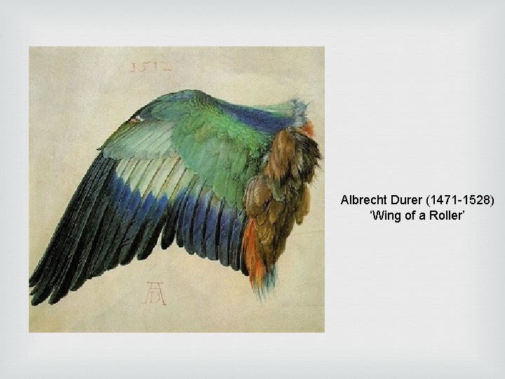 Albrecht Durer (1471 -1528) ‘Wing of a Roller’ Albrecht Durer (1471 -1528) ‘Wing of a Roller’