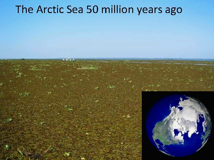 The Arctic Sea 50 million years ago The Arctic Sea 50 million years ago