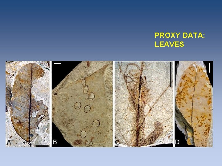 PROXY DATA: LEAVES PROXY DATA: LEAVES