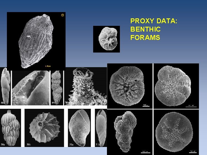 PROXY DATA: BENTHIC FORAMS PROXY DATA: BENTHIC FORAMS