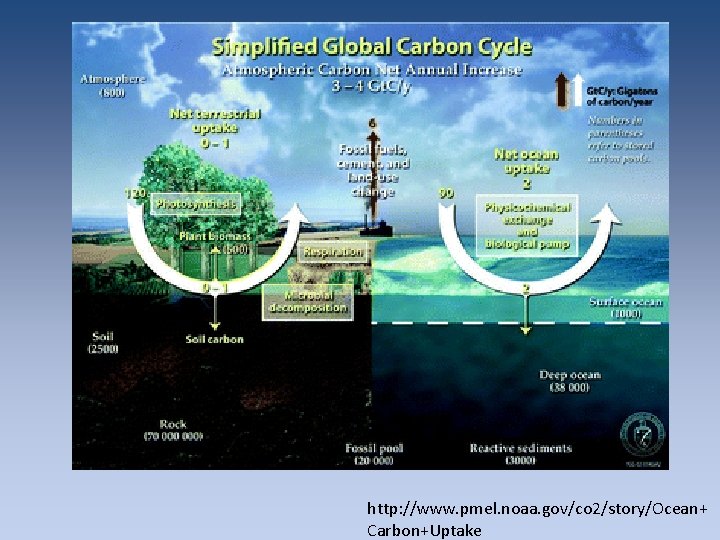 http: //www. pmel. noaa. gov/co 2/story/Ocean+ Carbon+Uptake http: //www. pmel. noaa. gov/co 2/story/Ocean+ Carbon+Uptake
