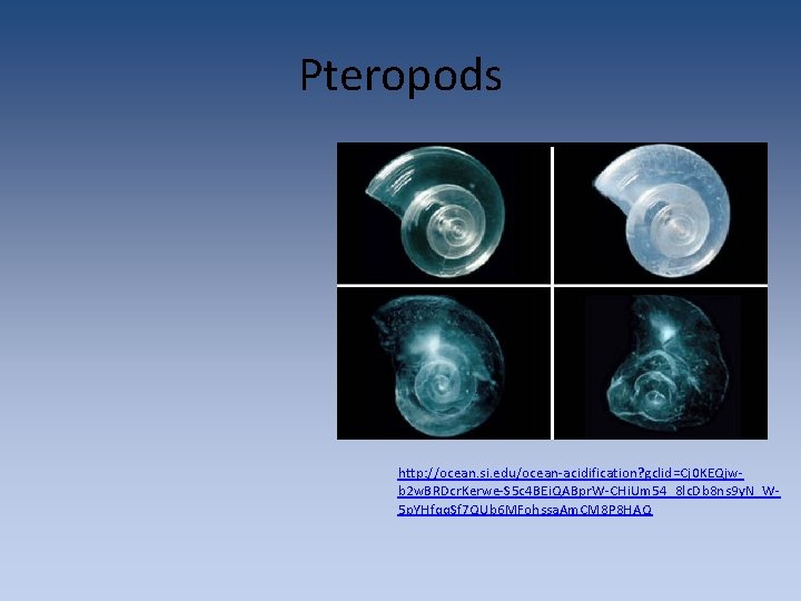 Pteropods http: //ocean. si. edu/ocean-acidification? gclid=Cj 0 KEQjwb 2 w. BRDcr. Kerwe-S 5 c Pteropods http: //ocean. si. edu/ocean-acidification? gclid=Cj 0 KEQjwb 2 w. BRDcr. Kerwe-S 5 c