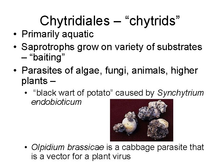 Chytridiales – “chytrids” • Primarily aquatic • Saprotrophs grow on variety of substrates –