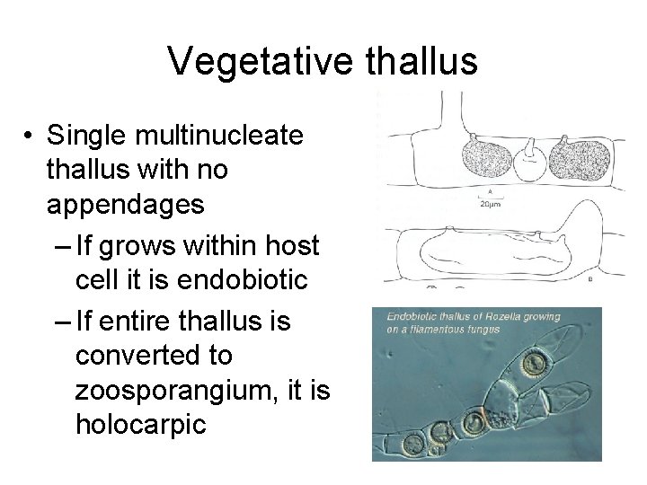 Vegetative thallus • Single multinucleate thallus with no appendages – If grows within host
