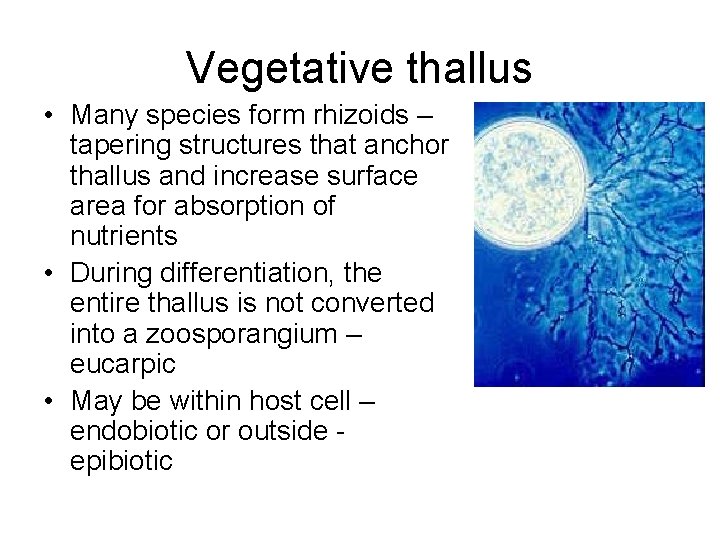Vegetative thallus • Many species form rhizoids – tapering structures that anchor thallus and