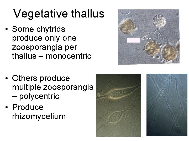 Vegetative thallus • Some chytrids produce only one zoosporangia per thallus – monocentric •