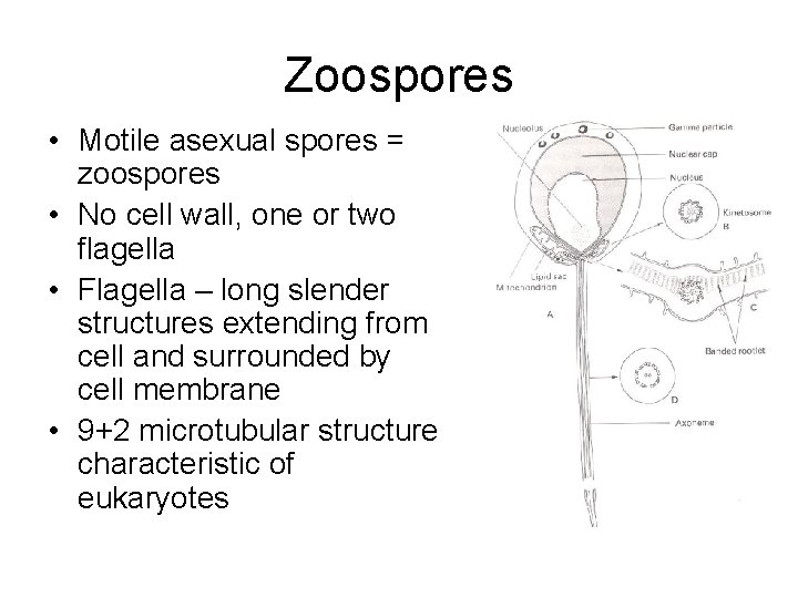 Zoospores • Motile asexual spores = zoospores • No cell wall, one or two
