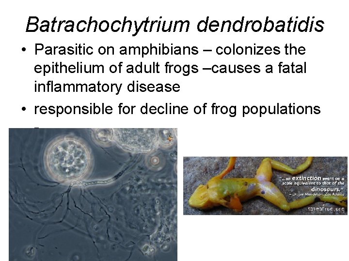 Batrachochytrium dendrobatidis • Parasitic on amphibians – colonizes the epithelium of adult frogs –causes