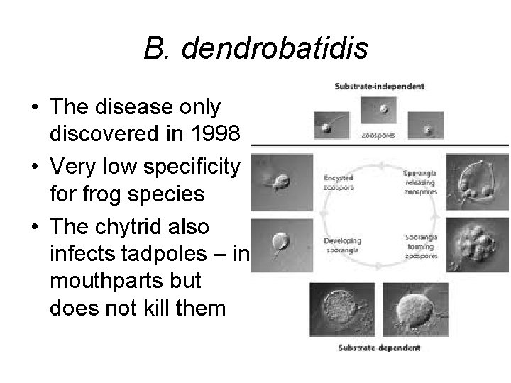 B. dendrobatidis • The disease only discovered in 1998 • Very low specificity for