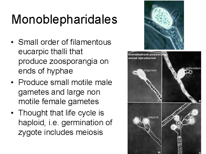Monoblepharidales • Small order of filamentous eucarpic thalli that produce zoosporangia on ends of