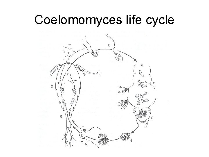 Coelomomyces life cycle 