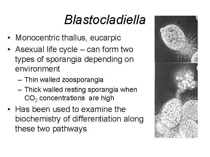 Blastocladiella • Monocentric thallus, eucarpic • Asexual life cycle – can form two types