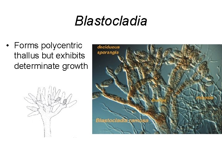 Blastocladia • Forms polycentric thallus but exhibits determinate growth 