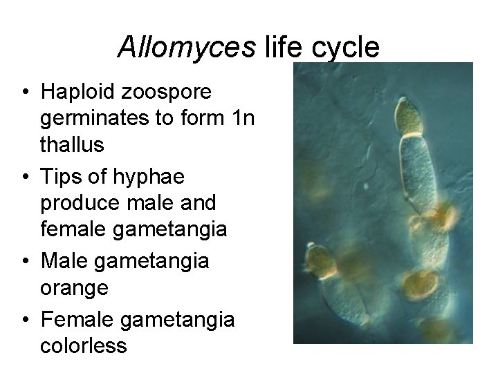 Allomyces life cycle • Haploid zoospore germinates to form 1 n thallus • Tips
