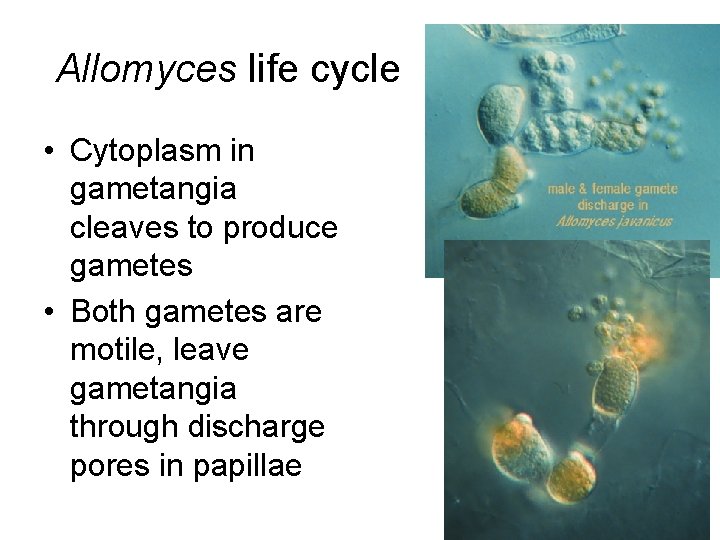 Allomyces life cycle • Cytoplasm in gametangia cleaves to produce gametes • Both gametes