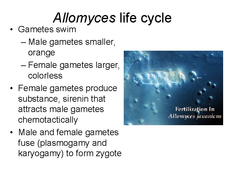 Allomyces life cycle • Gametes swim – Male gametes smaller, orange – Female gametes